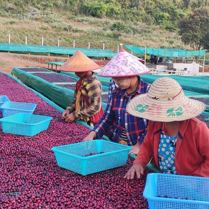 Sundried Coffee